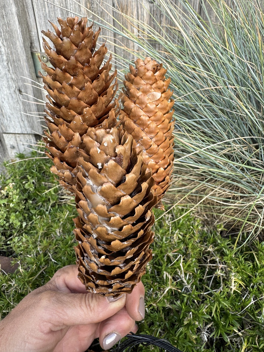 3 Fichtenzapfen Natur gewachst an Draht – Höhe ca. 10–15 cm