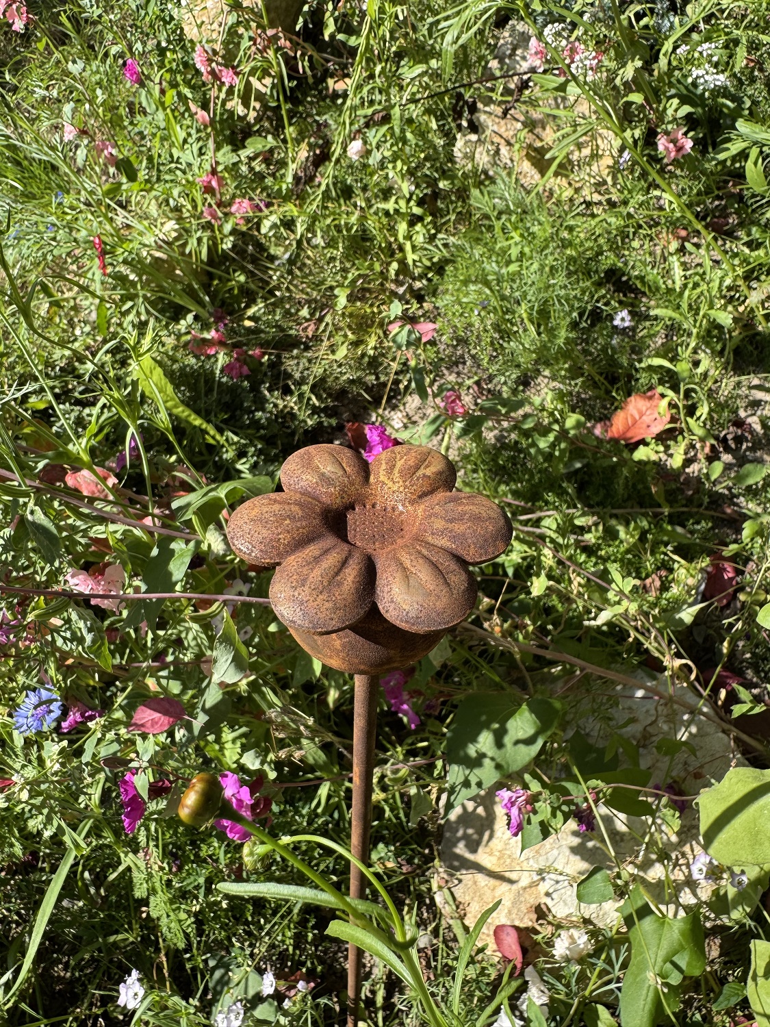 Edelrost Mini Mohnkapsel mit Blüte - Höhe 50 cm