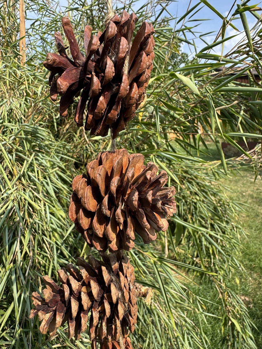 Girlande mir 6 Naturzapfen zum Hängen - Länge ca. 54 cm