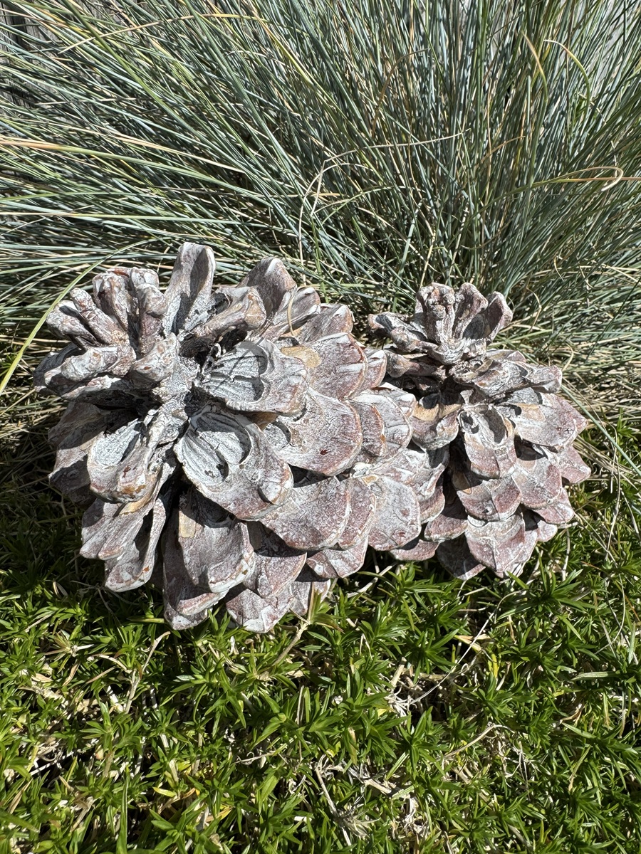 2 Zapfen Pinus Pinea Frosted Weiß - Höhe 11 - 13 cm