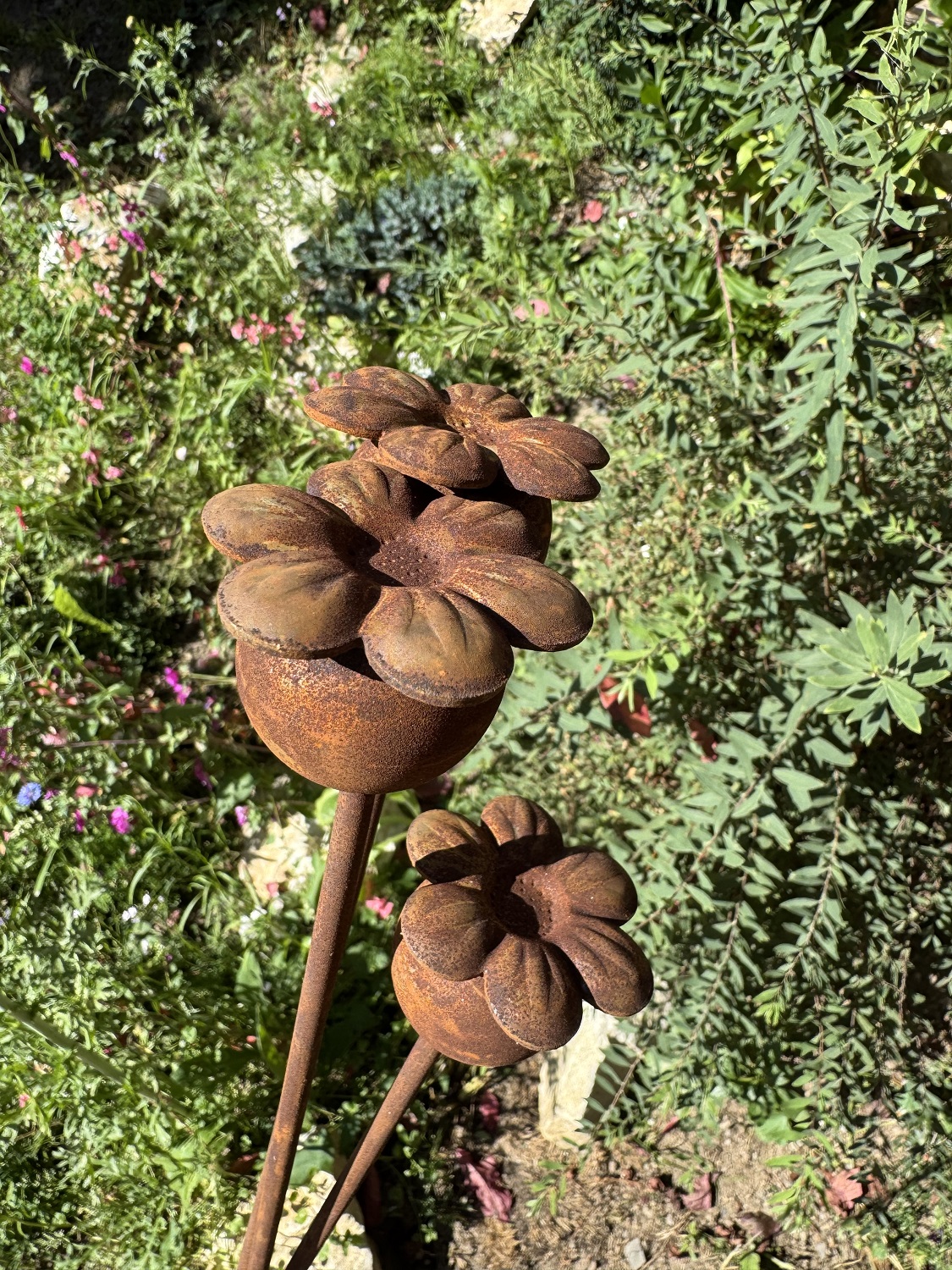 Edelrost Mini Mohnkapsel mit Blüte - Höhe 50 cm