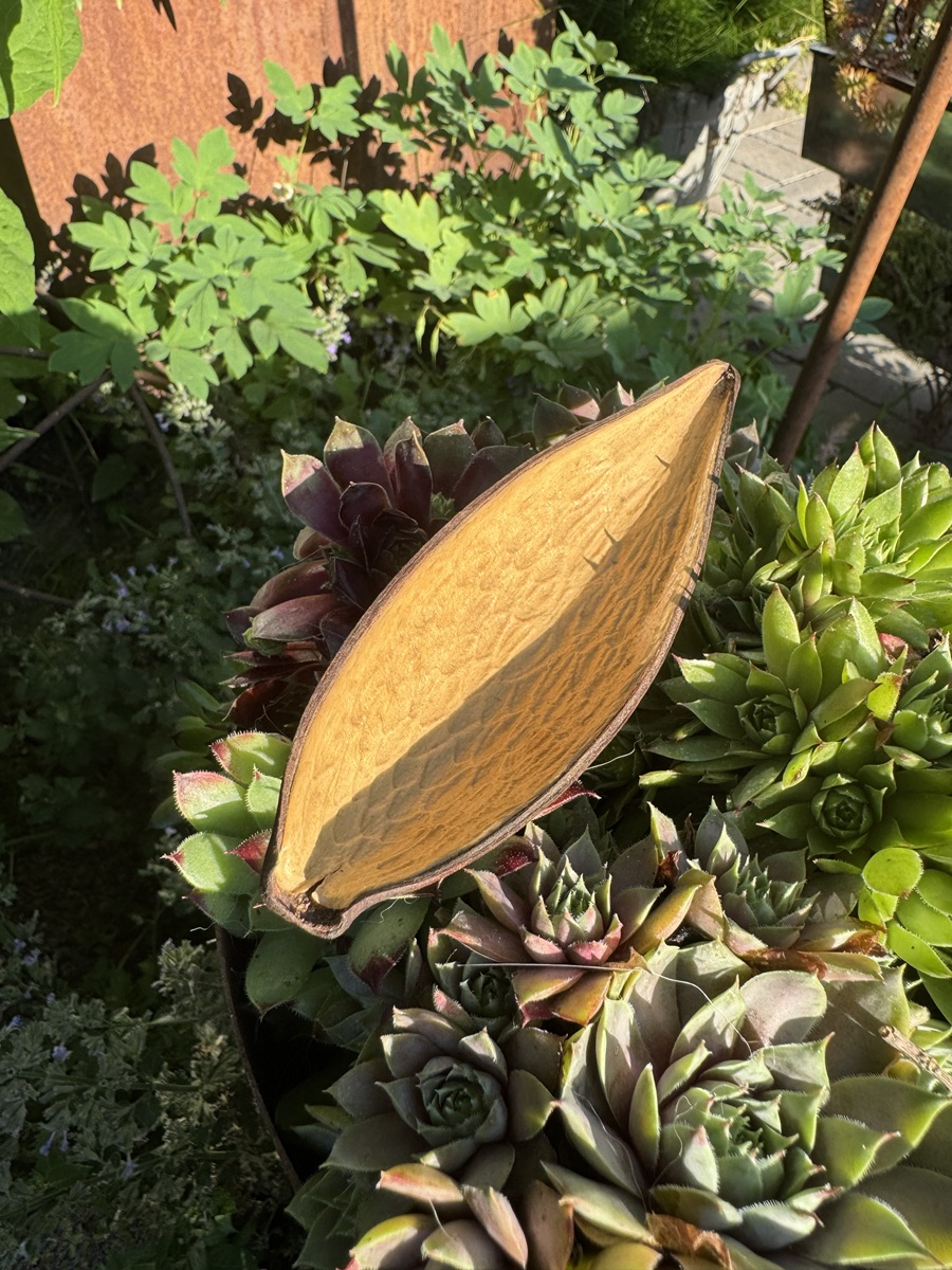 Holz Samenkapsel Canoinha / Dauschote - Länge ca. 10 - 15 cm