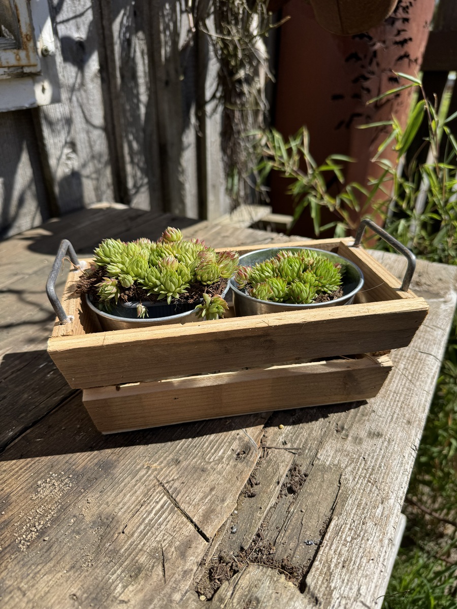 Holz Kiste mit Metallhenkel und 2 Zinktöpfen - Länge 23 cm