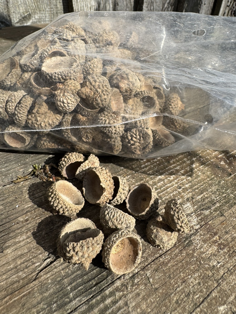 Eichelschalen natur - 200g ( Grundpreis: 29,50 € / 1 kg )