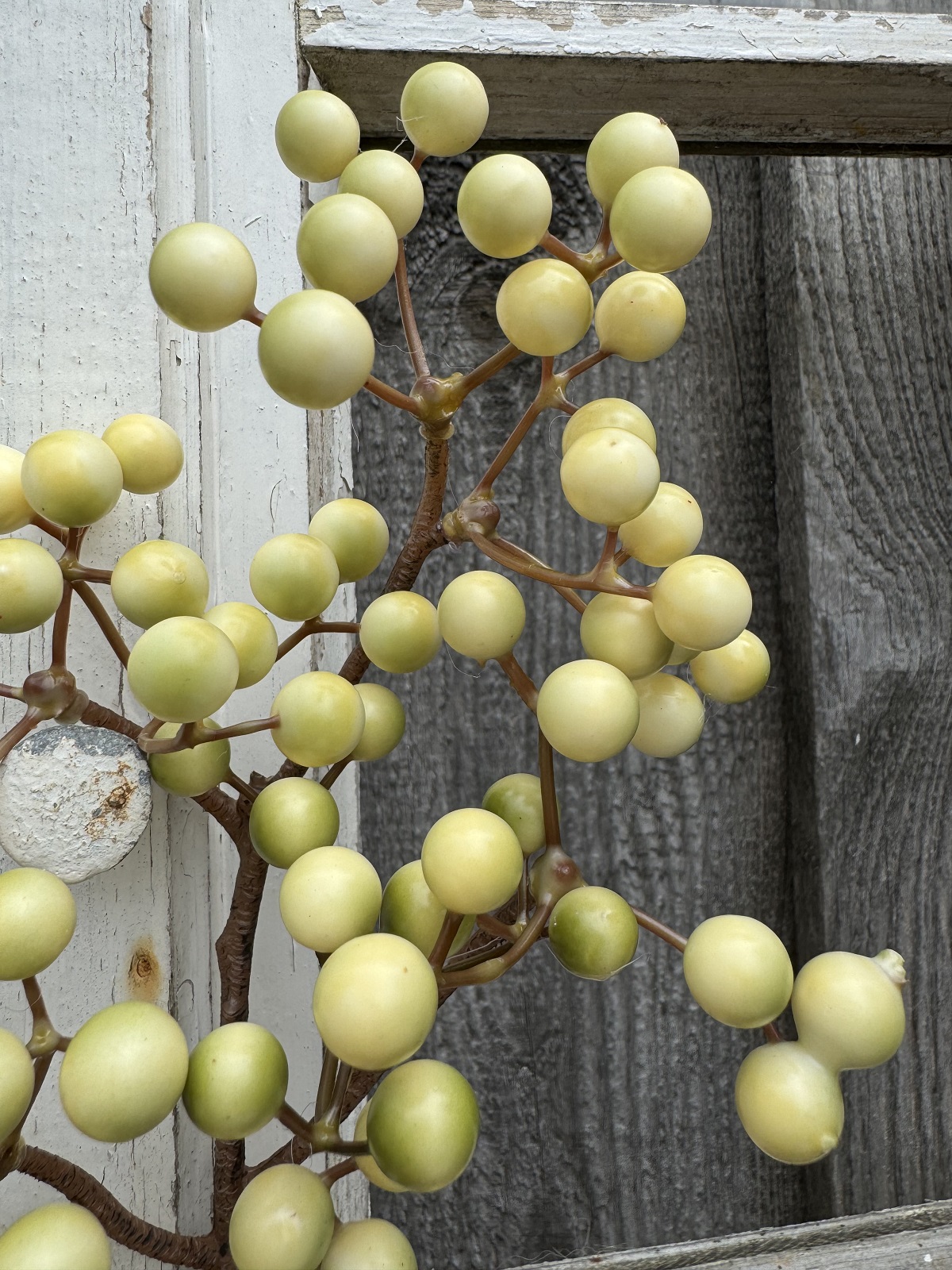 Künstlicher Beerenzweig creme/grün - Länge ca. 45 cm
