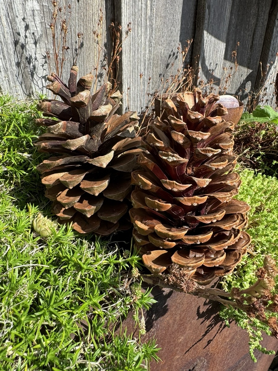2 Natur Zapfen Maritima Braun - Höhe ca. 14 - 18 cm
