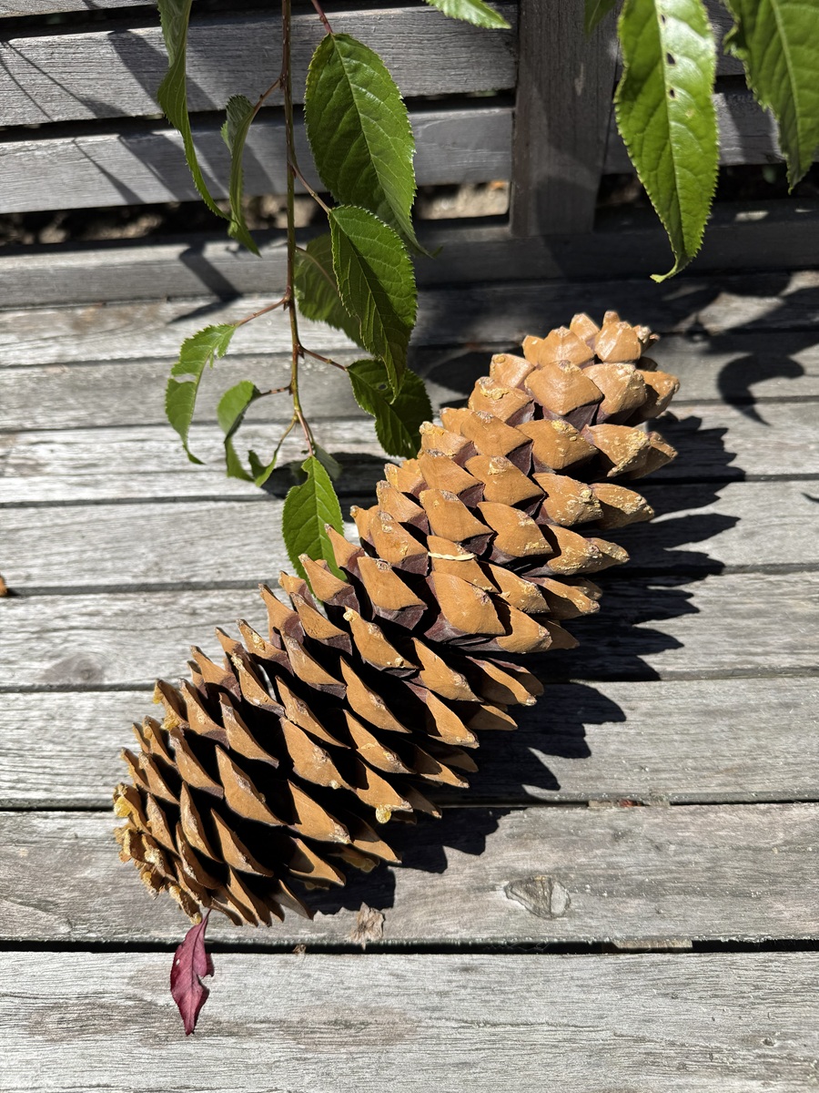 Lambertiana Zapfen ( Zucker-Kiefer ) naturfarben extra groß - Länge ca. 30 cm
