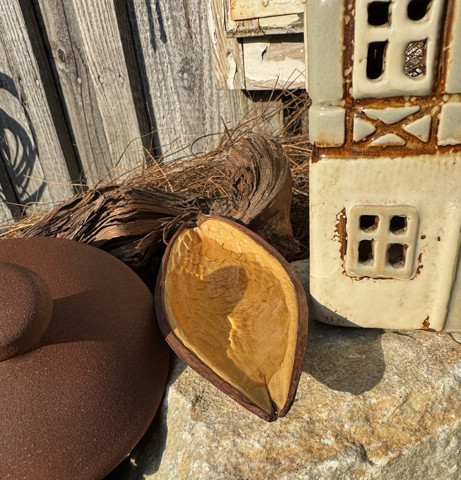 Holz Samenkapsel Canoinha / Dauschote - Länge ca. 10 - 15 cm