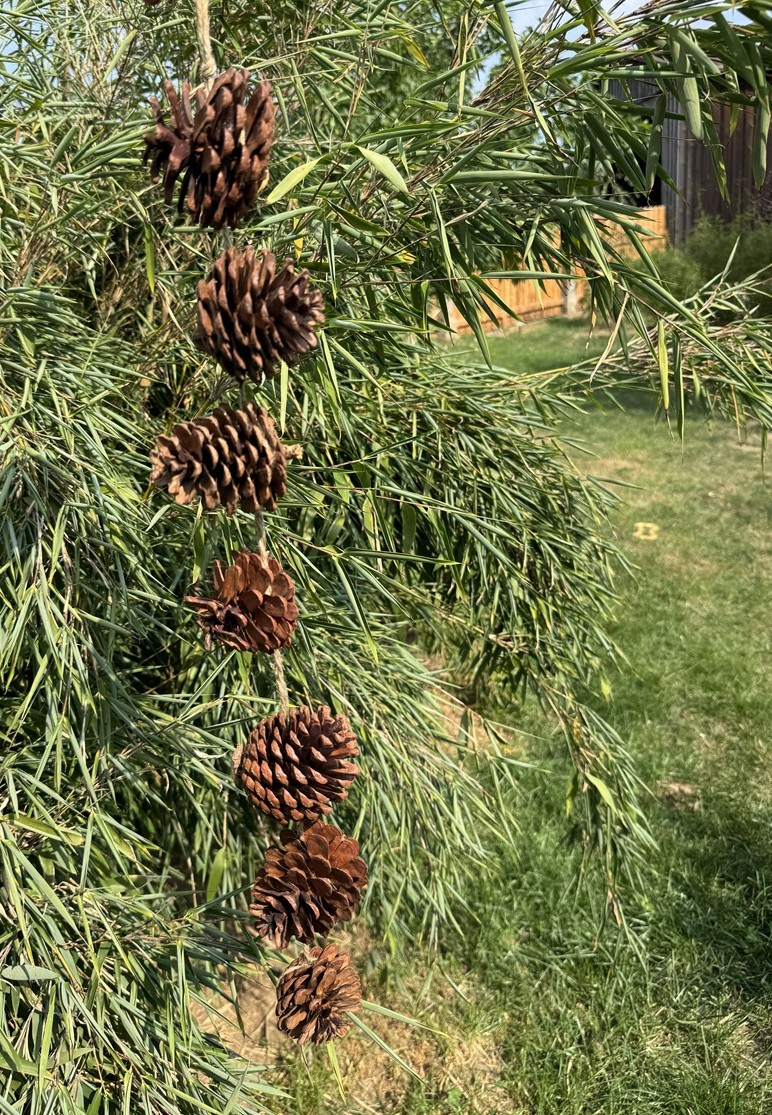 Girlande mir 6 Naturzapfen zum Hängen - Länge ca. 54 cm