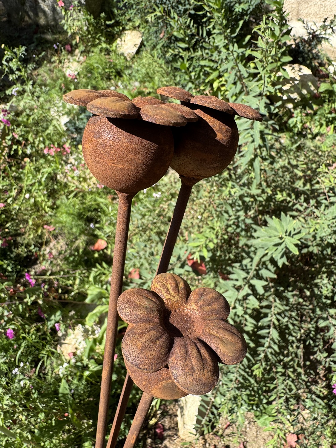 Edelrost Mini Mohnkapsel mit Blüte - Höhe 50 cm