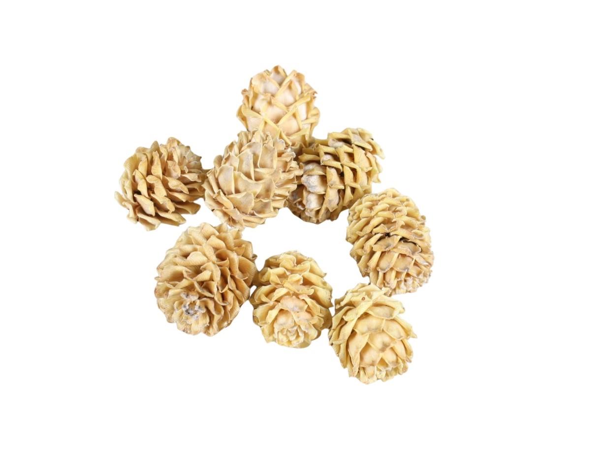 12 Zapfen Sabulosum Creme - Höhe ca. 4-5 cm