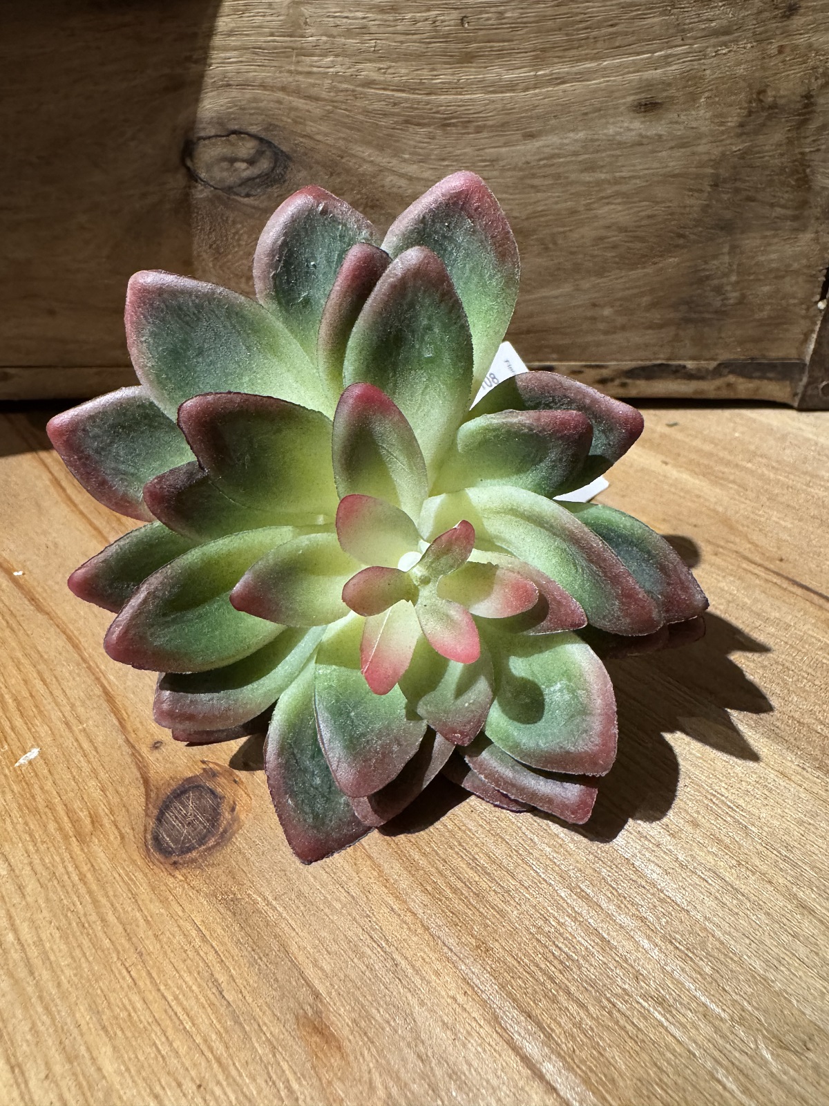 Kunstpflanze Echeveria grün/rosa burgund - Durchmesser ca. 10 cm