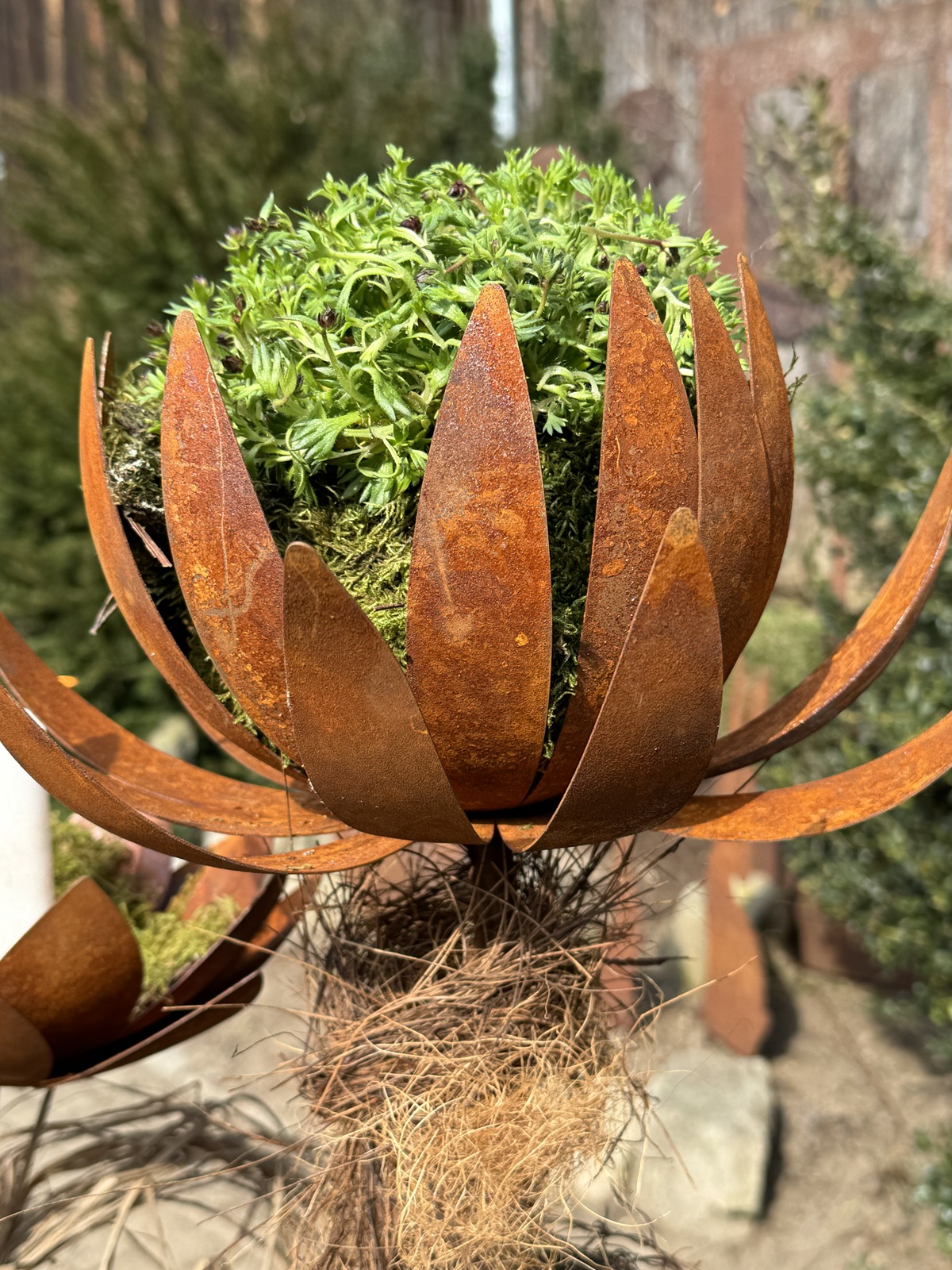 Edelrost Chrysantheme mit Teelichthalter und Hülse - Durchmesser offen ca. 32 cm