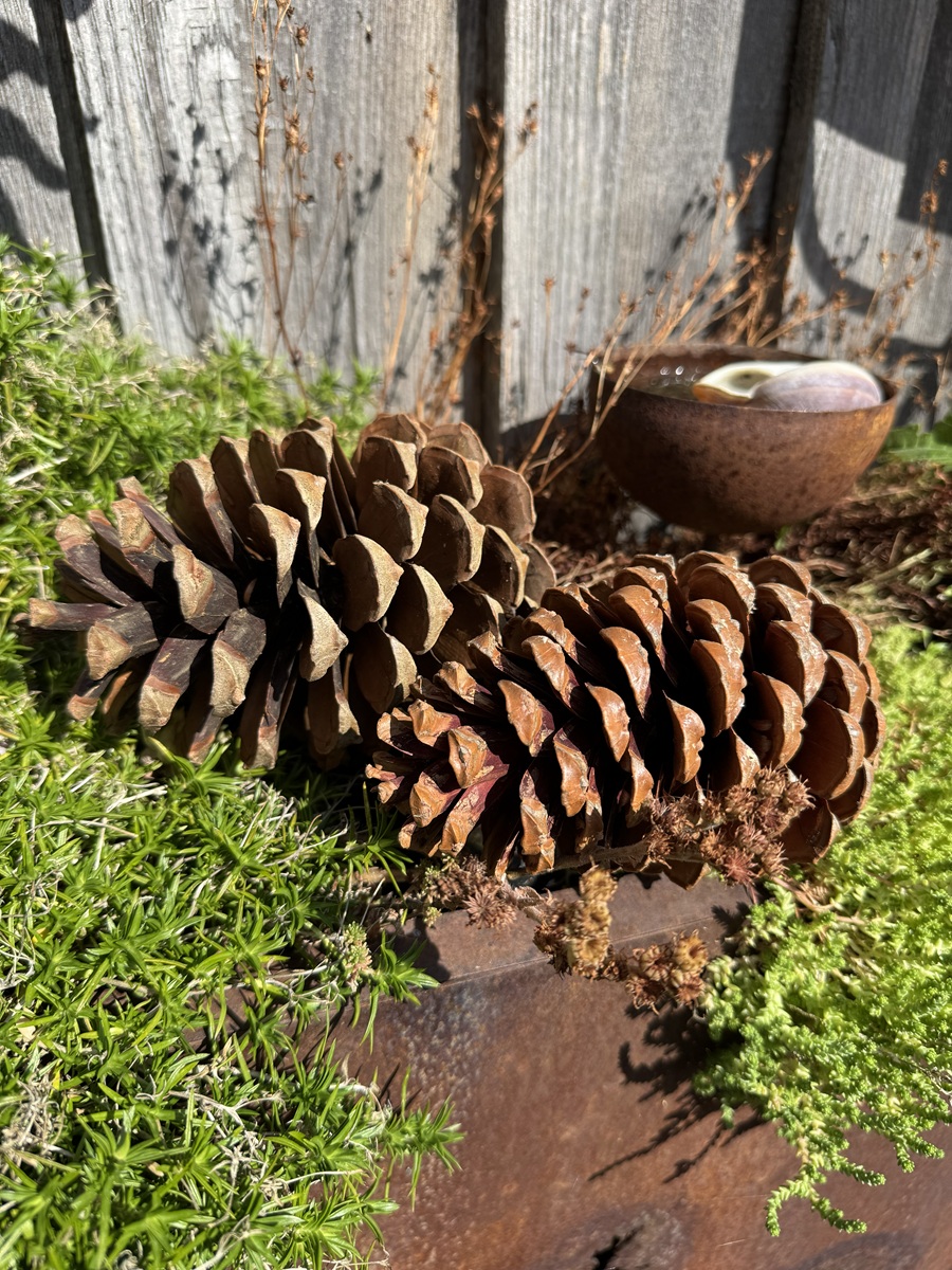 2 Natur Zapfen Maritima Braun - Höhe ca. 14 - 18 cm