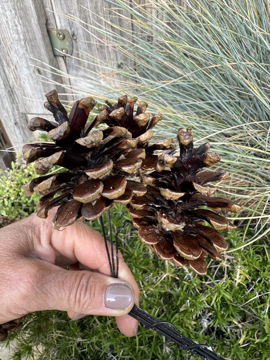 3 Schwarzkiefer Zapfen Natur gewachst an Draht - Höhe ca. 7-8 cm
