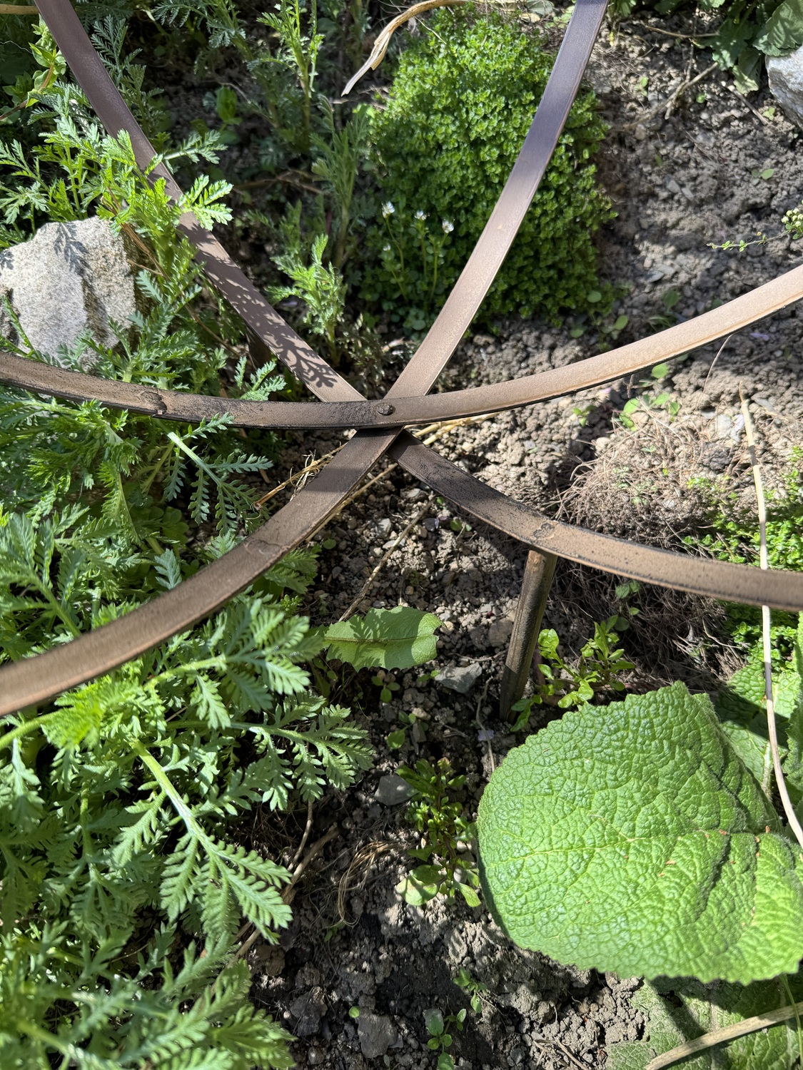 Rankhilfe 3D Kugel dunkelbraun zum Stecken - Höhe 49 cm