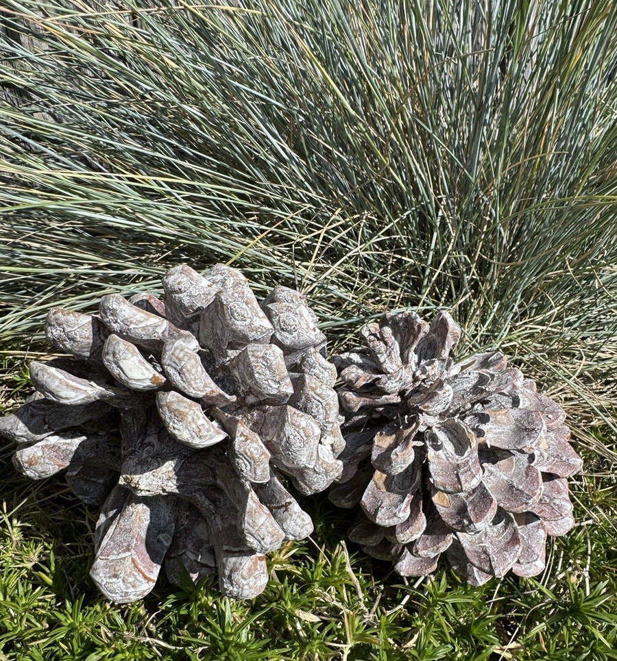 2 Zapfen Pinus Pinea Frosted Weiß - Höhe 11 - 13 cm