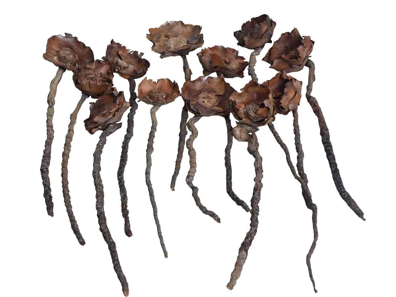 4 Coco Rosen am Naturstiel - Länge ca. 25 cm